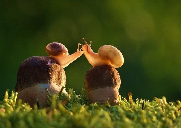 возможности - это грибы